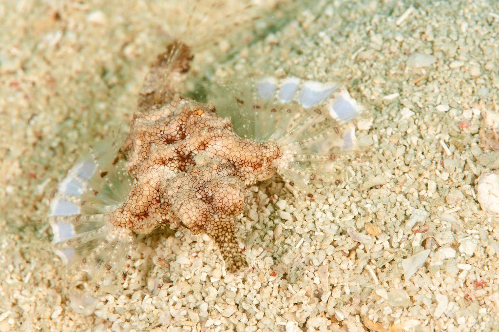 Sampaguita Resort Moalboal Exteriör bild